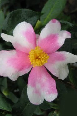 Yume Camellia Sasanqua - 3 Gallon Pot -Plant Lover House Shop Camellia Yume 2