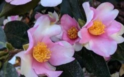 Yume Camellia Sasanqua - 3 Gallon Pot -Plant Lover House Shop Camellia Yume 5