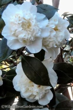 Fifth Avenue White Camellia Japonica - 1 Gallon Pot -Plant Lover House Shop Camellia fifth avenue 20 1