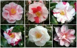 Lady Vansittart Multicolor Camellia Japonica - 2 Gallon Pot -Plant Lover House Shop CamelliaLadyVasittart 2 1