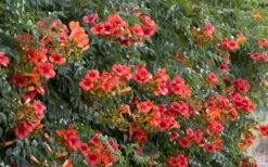 Madame Galen Trumpet Vine (Campsis) - 1 Gallon Pot -Plant Lover House Shop Campsis Madame Galen 12 1
