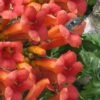 Madame Galen Trumpet Vine - 2 Pack Of Quart Pots 1 Madame Galen Trumpet Vine - 2 Pack Of Quart Pots -Plant Lover House Shop Campsis Madame Galen 16