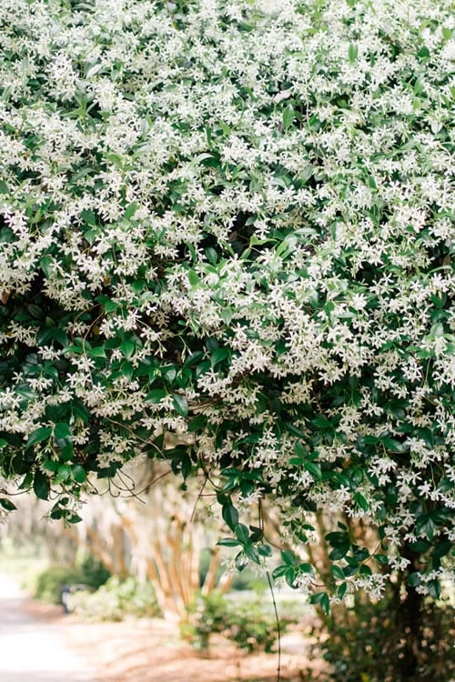 Madison Confederate Jasmine - 3 Gallon Pot 8 Madison Confederate Jasmine - 3 Gallon Pot - Image 6