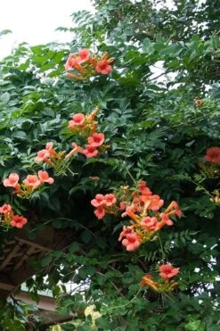 Madame Galen Trumpet Vine - 2 Pack Of Quart Pots -Plant Lover House Shop Campsis Madame Galen 500x750 1