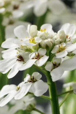 Tahoe Candytuft - Iberis Sempervirens - 10 Count Flat Of Quart Pots -Plant Lover House Shop Candytuft Tahoe 1