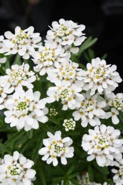 Tahoe Candytuft - Iberis Sempervirens - 10 Count Flat Of Quart Pots -Plant Lover House Shop Candytuft Tahoe 2