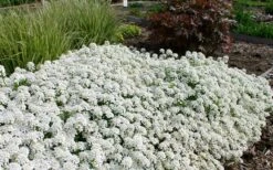 Tahoe Candytuft - Iberis Sempervirens - 10 Count Flat Of Quart Pots -Plant Lover House Shop Candytuft Tahoe 3