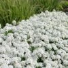 Tahoe Candytuft - Iberis Sempervirens - 10 Count Flat Of Quart Pots -Plant Lover House Shop Candytuft Tahoe 4