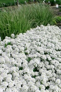 Tahoe Candytuft - Iberis Sempervirens - 10 Count Flat Of Quart Pots -Plant Lover House Shop Candytuft Tahoe 5