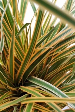 Evercolor Everglow Carex - 1 Gallon Pot -Plant Lover House Shop Carex Evercolor Everglow 2