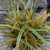 Evercolor Everglow Carex - 1 Gallon Pot -Plant Lover House Shop Carex Evercolor Everglow 3