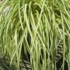 Evergold Japanese Sedge (Carex Hachijoensis) - 10 Pack Of Quart Pots -Plant Lover House Shop Carex Evergold 500x750 1