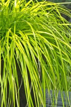 Evercolor Everillo Carex - 6 Pack Of 1 Gallon Pots -Plant Lover House Shop Carex Everillo 500x750 1