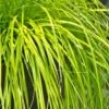 Evercolor Everillo Carex - 10 Pack Of Quart Pots -Plant Lover House Shop Carex Everillo 500x750 2