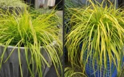 Evercolor Everillo Carex - 10 Pack Of Quart Pots -Plant Lover House Shop Carex Everillo Plant Containers