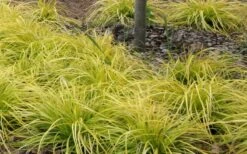 Evercolor Everillo Carex - 10 Pack Of Quart Pots -Plant Lover House Shop Carex Everillo Plant Patch