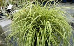 Evercolor Everoro Carex - 1 Gallon Pot -Plant Lover House Shop Carex Everoro 2