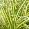 Evercolor Everoro Carex - 1 Gallon Pot -Plant Lover House Shop Carex Everoro 500x750 1