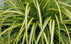 Evercolor Eversheen Carex - 5 Pack Of Quart Pots -Plant Lover House Shop Carex Eversheen 1 1