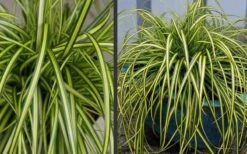 Evercolor Eversheen Carex - 5 Pack Of Quart Pots -Plant Lover House Shop Carex Eversheen 2 1