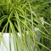Evercolor Eversheen Carex - 10 Pack Of Quart Pots -Plant Lover House Shop Carex Eversheen 500x750 1