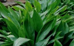 Cast Iron Plant - 6 Pack Of 1 Gallon Pots -Plant Lover House Shop Cast Iron Plant 1 3