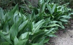 Cast Iron Plant - 2 Gallon Pot -Plant Lover House Shop Cast Iron Plant 3