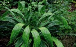 Spek-tacular Cast Iron Plant - 3 Gallon Pot 11 Spek-tacular Cast Iron Plant - 3 Gallon Pot -Plant Lover House Shop Cast Iron Plant Spektacular 5