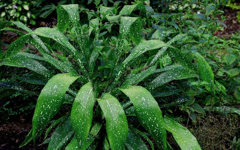 Spek-tacular Cast Iron Plant - 3 Gallon Pot 6 Spek-tacular Cast Iron Plant - 3 Gallon Pot - Image 4