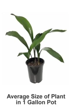 Cast Iron Plant - 1 Gallon Pot -Plant Lover House Shop Cast iron Plant 20 1