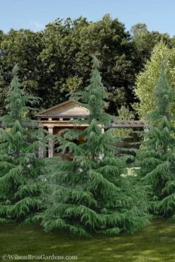 Deodar Cedar Tree - 6 Pack Of 1 Gallon Pots -Plant Lover House Shop Cedar Deodar 24