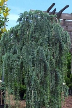 Weeping Blue Atlas Cedar - 5 Gallon Pot -Plant Lover House Shop Cedar Weeping Blue Atlas 1