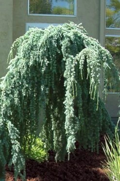Weeping Blue Atlas Cedar - 5 Gallon Pot -Plant Lover House Shop Cedar Weeping Blue Atlas 4