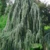 Weeping Blue Atlas Cedar - 5 Gallon Pot -Plant Lover House Shop Cedar Weeping Blue Atlas 5