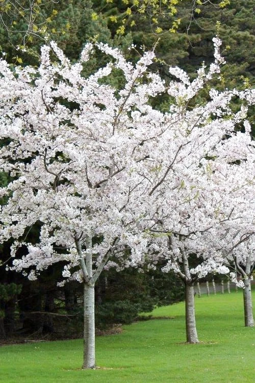 Yoshino Flowering Cherry Tree - 3 Gallon Pot 3 Yoshino Flowering Cherry Tree - 3 Gallon Pot