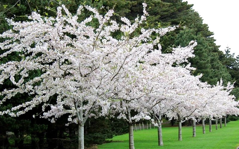 Yoshino Flowering Cherry Tree - 3 Gallon Pot 6 Yoshino Flowering Cherry Tree - 3 Gallon Pot - Image 4