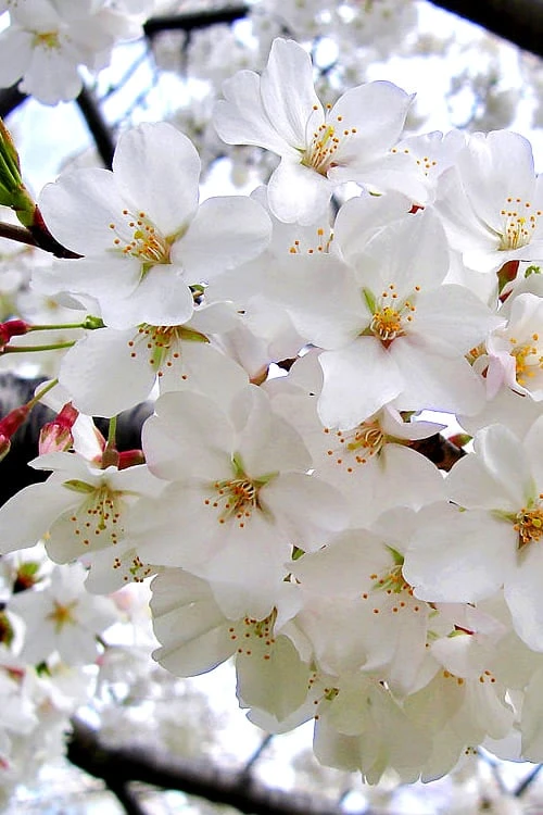 Yoshino Flowering Cherry Tree - 3 Gallon Pot 7 Yoshino Flowering Cherry Tree - 3 Gallon Pot - Image 5