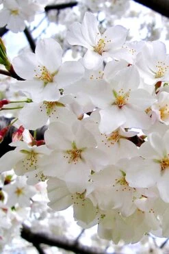 Yoshino Flowering Cherry Tree - 2 Gallon Pot -Plant Lover House Shop Cherry Yoshino 3