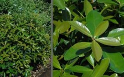 Bigfoot Cleyera Japonica - 3 Gallon Pot -Plant Lover House Shop Cleyera Bigfoot