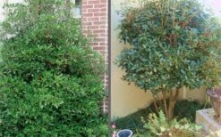 Bigfoot Cleyera Japonica - 3 Gallon Pot -Plant Lover House Shop Cleyera Bigfoot Tree