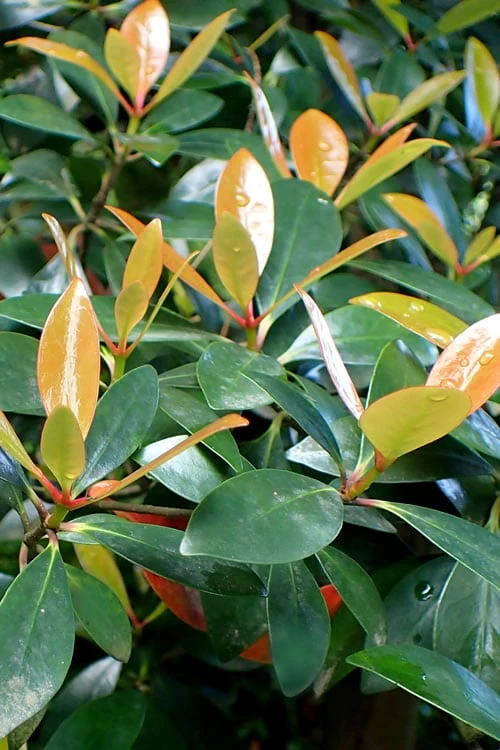 Japanese Cleyera (Ternstroemia Gymnanthera) - 3 Gallon Pot 3 Japanese Cleyera (Ternstroemia Gymnanthera) - 3 Gallon Pot