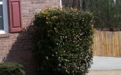 Japanese Cleyera (Ternstroemia Gymnanthera) - 3 Gallon Pot 12 Japanese Cleyera (Ternstroemia Gymnanthera) - 3 Gallon Pot -Plant Lover House Shop Cleyera Japonica Japanese 1