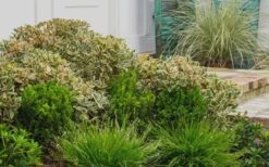 Juliet Cleyera Japonica - 2 Gallon Pot -Plant Lover House Shop Cleyera Juliet 2