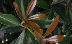 LeAnn Cleyera Japonica - 3 Gallon Pot -Plant Lover House Shop Cleyera LeAnn Japonica