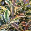 Romeo Variegated Cleyera Japonica - 2 Gallon Pot -Plant Lover House Shop Cleyera Romeo 2