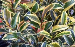 Romeo Variegated Cleyera Japonica - 2 Gallon Pot -Plant Lover House Shop Cleyera Romeo 3