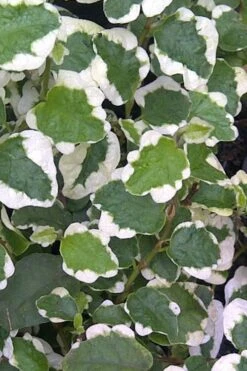 Variegated Creeping Fig - Ficus Pumila 'Variegata' - 5 Pack Of Pint Pots -Plant Lover House Shop Creeping Fig Variegated Ficus Pumila Rev 500x750 2