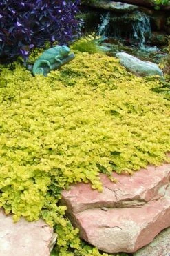 Golden Creeping Jenny - Lysimachia Nummularia Aurea - 10 Pack Of Pint Pots -Plant Lover House Shop Creeping Jenny 20 3