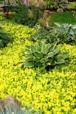 Golden Creeping Jenny (Lysimachia Nummularia 'Aurea') - 5 Pack Of Quart Pots -Plant Lover House Shop Creeping Jenny 21 1