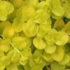 Golden Creeping Jenny - Lysimachia Nummularia Aurea - 10 Pack Of Pint Pots -Plant Lover House Shop Creeping Jenny 22 3